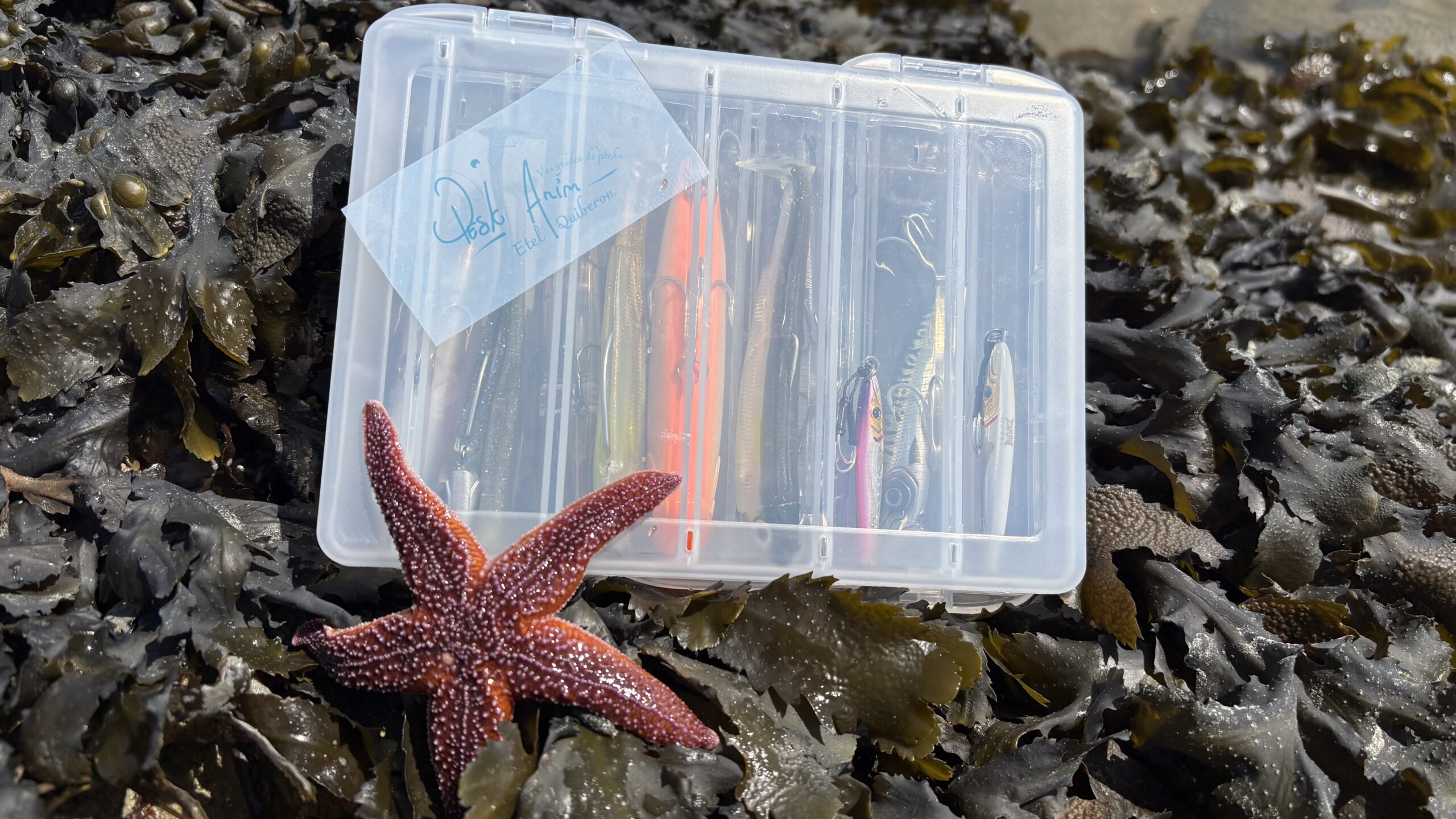 box leurres seabass lure shop